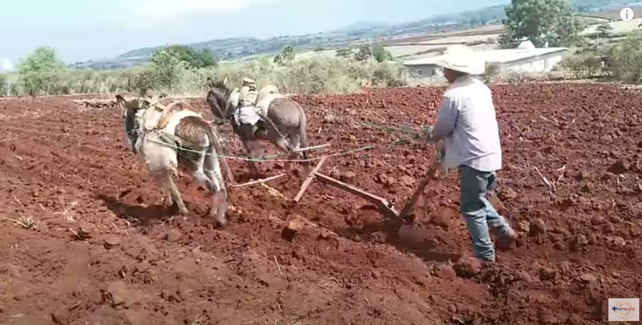 Siembra con yunta de burros